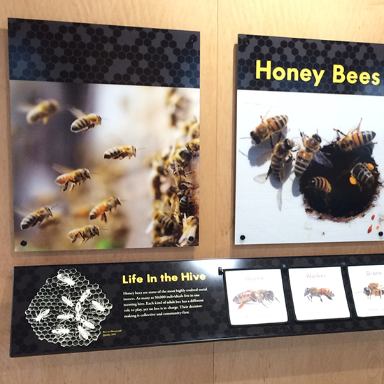 honey bees exhibit